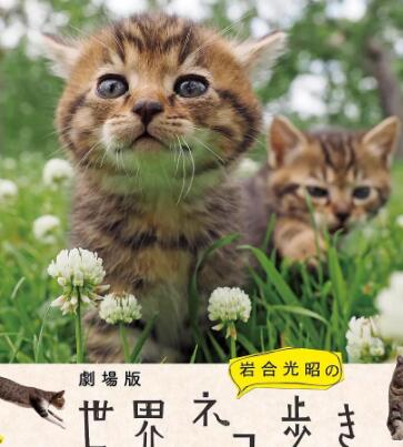 岩合光昭の猫步走世界~托斯卡纳篇